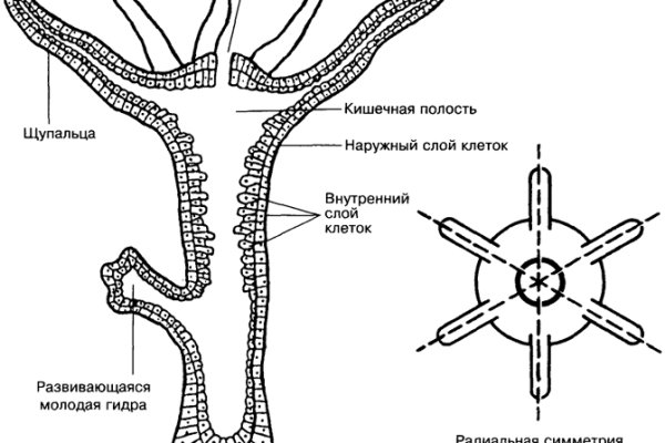 Кракен даркнет тг